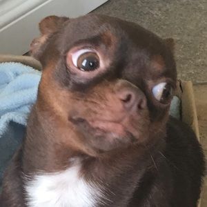 Meet your Posher, Sophie